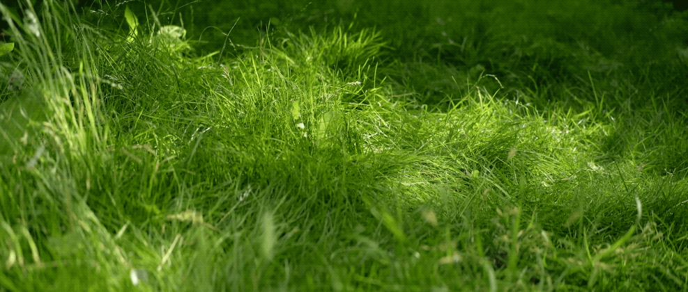 imgur/Zfwl7i3.gif; FAKEGRASS JAH 2021