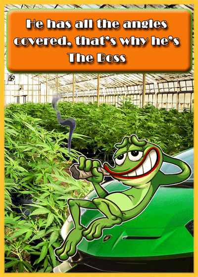 xcp.coindaddy.io/DANKBOSS.json