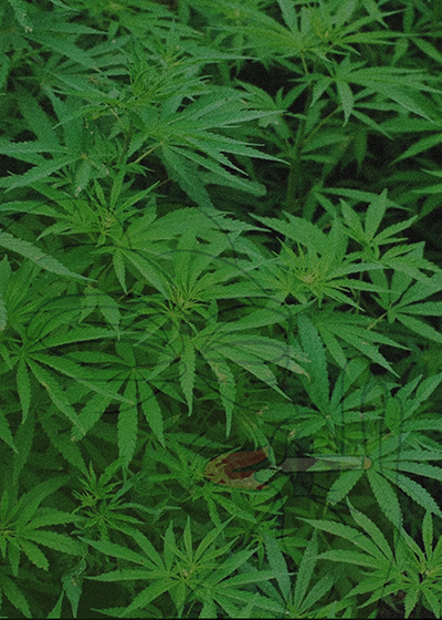 imgur/6bdo7Hg.gif;DANK CAMO