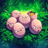 https://www.thecounterp.art/gen1/json/EXEGGCUTE.json