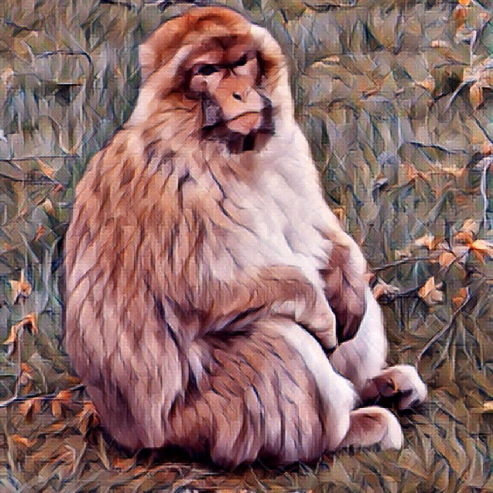 imgur/g0W36mQ.jpg;MACAQUE